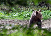 Niedźwiedziom w Polsce jest coraz trudniej. Co je czeka w 2030 roku?