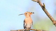 Birds in Poland on Instagram: "Cały weekend uganiania się za tym kolegą – 40 km w nogach 🙈/ All weekend chassing hoopoe [dudek/Euroasian...