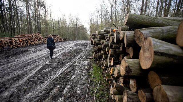 Impas w rozmowach Lasów Państwowych z aktywistami. "Ochrona lasów wciąż ma być iluzoryczna"