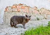Wścieklizna u kota — czym się objawia? Na co zwrócić uwagę