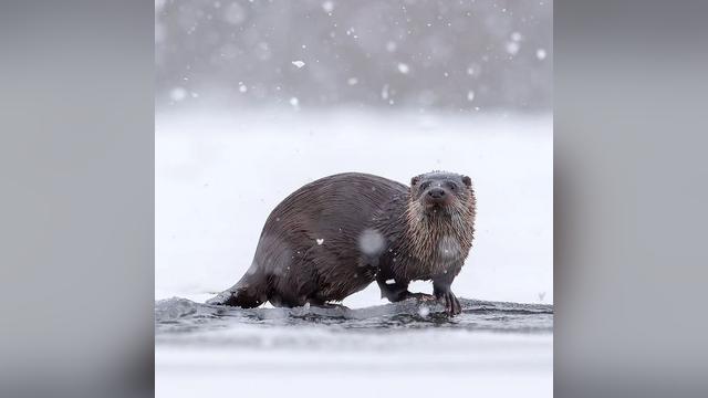 Magda & Łukasz on Instagram: "W śnieżne popołudnie On a snowy afternoon Wydra (Lutra lutra) The Eurasian Otter Canon EOS 1DX Mark III + Canon...