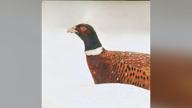 Birds in Poland on Instagram: "Bażant zimową porą🐦☃️😎/ [ENG] Commin pheasant Przecudnie śnieżny dzień dzisiaj. Uwielbiam taką zimę! Okazuje...