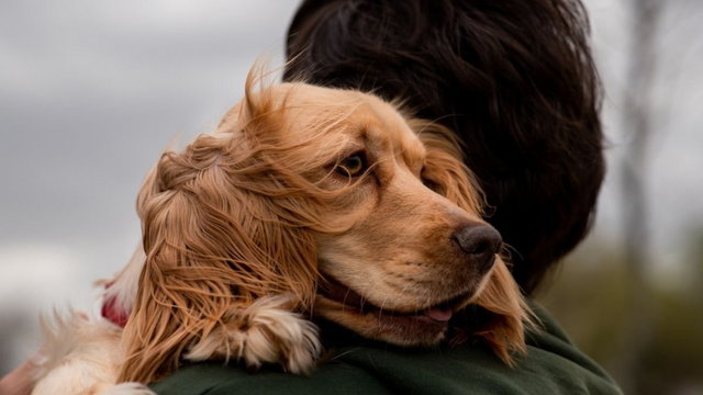 Psy pomogą walczyć z PTSD u ludzi – wyczuwają stres w oddechu