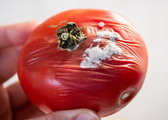 Nie wyrzucaj spleśniałego pomidora. Zobacz, jak możesz go wykorzystać