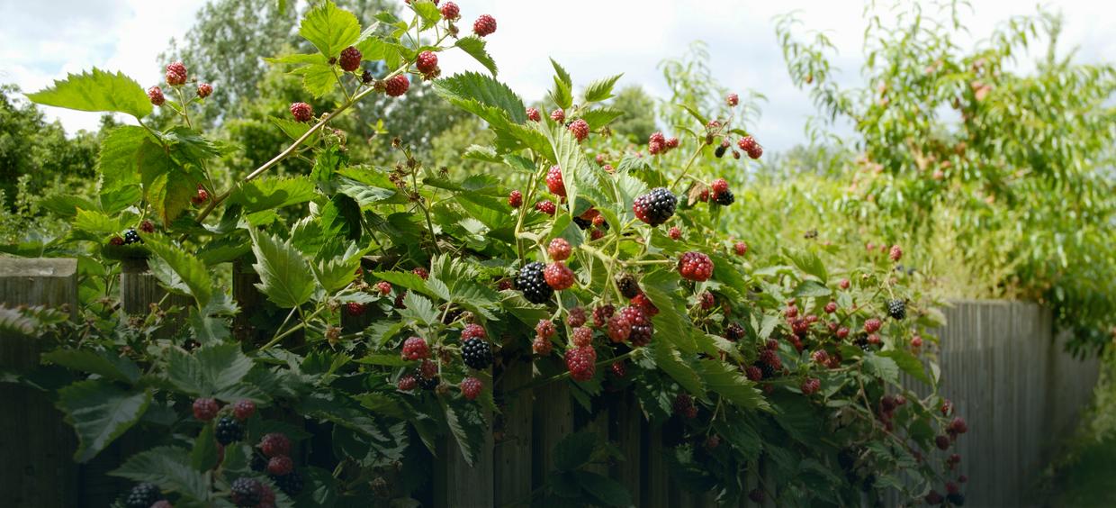 Подвязка ремонтантной малины. Где лучше посадить ежевику на участке. Ежемалина на шпалере. Ежемалина тайберри шпалеры. Где лучше посадить ежевику на участке.