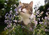 Koty kochają tę roślinę - domowa uprawa kocimiętki