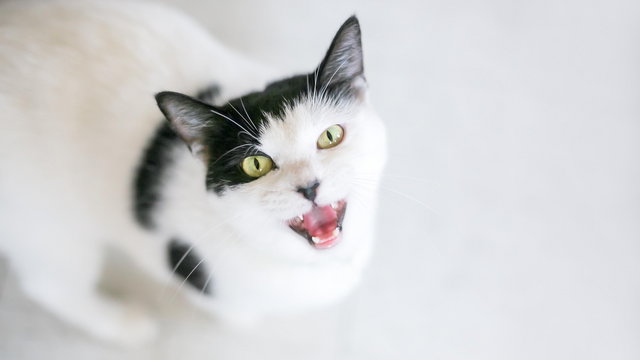 Miauczene, mruczenie, gruchanie — tak kot próbuje do ciebie mówić