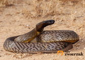 Najbardziej jadowity wąż na świecie. Cena spotkania z nim może być wysoka