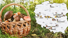 Grzybiarze zacierają ręce. Ta majówka może być udana [AKTUALNA MAPA GRZYBÓW]