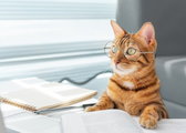 Czy koty są inteligentne? Na czym polega kocia inteligencja? - Koty.pl
