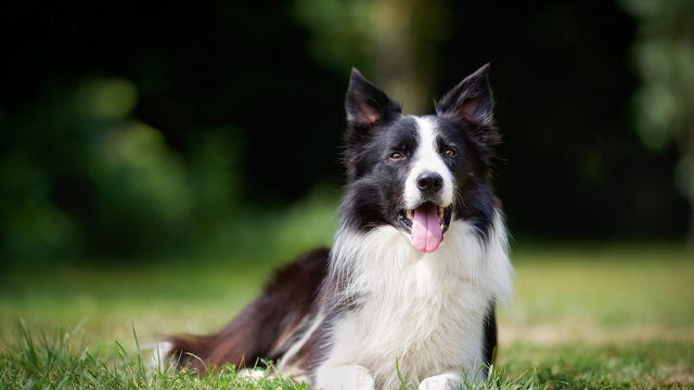 Nie tylko czarno biały, czyli jakie są umaszczenia border collie