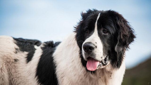 Landseer: olbrzym o łagodnym usposobieniu