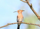 Birds in Poland on Instagram: "Cały weekend uganiania się za tym kolegą – 40 km w nogach 🙈/ All weekend chassing hoopoe [dudek/Euroasian...