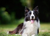 Nie tylko czarno biały, czyli jakie są umaszczenia border collie