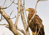 Birds in Poland on Instagram: "Bielik szykuje się na nowy tydzień 🦅😎/ Eagle looking for new week :) [bielik/white-tailed eagle] [PL] Lazłem...