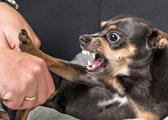 Pies szczeka i wystawia zęby — agresja czy reaktywność