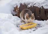 Bezdomne koty zimą. Jak pomóc im przetrwać mroźne dni? - Koty.pl