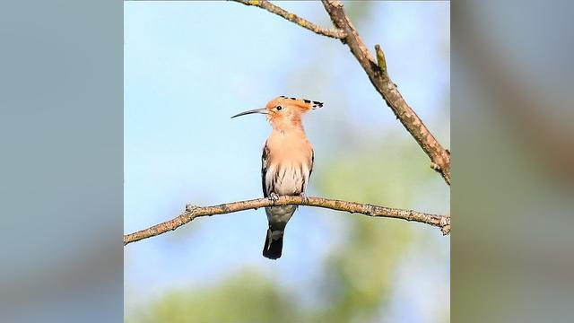 Birds in Poland on Instagram: "Cały weekend uganiania się za tym kolegą – 40 km w nogach 🙈/ All weekend chassing hoopoe [dudek/Euroasian...