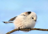 Birds in Poland on Instagram: "Biała kulka zimową polą czyli raniuszek wygrzewa się w słońcu 🐦☃️😎/ [ENG] snowball = winter long tailed tit...