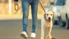 Jak zmęczyć psa na spacerze? Zobacz, jak zapewnić psu dawkę ruchu