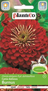 Cynia Daliowa Burnus 1g PlantiCo - Nasiona i cebule - miniaturka - grafika 1