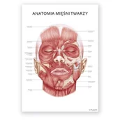 Mapy i plansze edukacyjne - Plakat anatomiczny - Mięśnie twarzy - Marta Pawelec - miniaturka - grafika 1