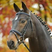 Ogłowia - Waldhausen Ogłowie z nachrapnikiem angielskim kombinowanym DIAMOND - STAR - niebieski - miniaturka - grafika 1