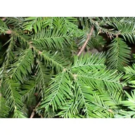 Sadzonki drzew krzewów - Sekwoja wieczniezielona - miniaturka - grafika 1