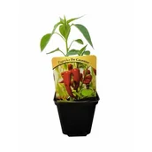 Kwiaty doniczkowe - Papryka rozsada - miniaturka - grafika 1