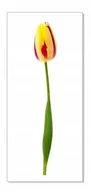 Naklejki na ścianę - Naklejka ścienna kwiaty kwiatki 30cm Tulipan 15, 30x5 cm - miniaturka - grafika 1
