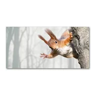 Obrazy i zdjęcia na płótnie - Obraz zdjęcie na ścianę akryl Wiewiórka - miniaturka - grafika 1