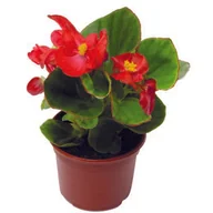 Kwiaty doniczkowe - Begonia stale kwitnąca don 9 cm - miniaturka - grafika 1