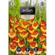 Nasiona i cebule - Mieczyk Las Vegas 7 sztuk Eden - miniaturka - grafika 1