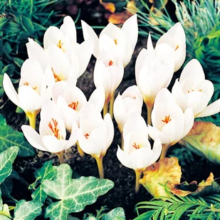 Krokus Jesienny Ochroleucus 5 szt Krokusy cebulki krokusów - Nasiona i cebule - miniaturka - grafika 1