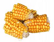 Przysmaki dla gryzoni - Trixie Kolby kukurydzy 300 g - miniaturka - grafika 1