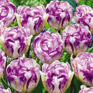 Tulipan Biało-Fioletowy 5 szt cebulki tulipanów - Nasiona i cebule - miniaturka - grafika 1