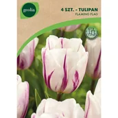 Nasiona i cebule - Tulipan Flaming Flag 11/12 4szt. Cebulki kwiatów Geolia - miniaturka - grafika 1