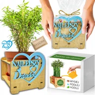 Nasiona i cebule - Prezent na DZIEŃ DZIADKA Bambus Mrozoodporny Zestaw do uprawy -20 C Nasiona - miniaturka - grafika 1