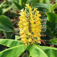 Nasiona i cebule - Hedychium Wianecznik Gardnera 1 szt. GIGANT - miniaturka - grafika 1