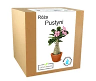 Nasiona i cebule - Zestaw Do Uprawy Roślin Róża Pustyni Bonsai Baobab - miniaturka - grafika 1