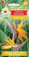 Nasiona i cebule - Strelicja Królewska Egzotyczna Bylina 5 Szt. Nasion - miniaturka - grafika 1