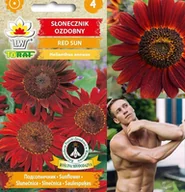 Nasiona i cebule - Toraf KWIATY Słonecznik Red Sun nasiona 2g 00476 - miniaturka - grafika 1