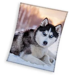 Kocyk Coral PIES HUSKY Koc 150x200 cm - Koce i narzuty dla dzieci - miniaturka - grafika 1