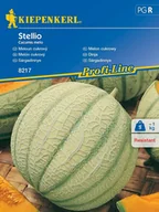 Nasiona i cebule - Melon STELLIO odporny i smaczny nasiona Kiepenkerl - miniaturka - grafika 1