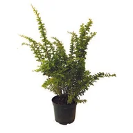 Kwiaty doniczkowe - Berberys - miniaturka - grafika 1