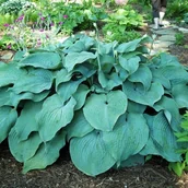 Nasiona i cebule - Hosta Funkia Blue Mammoth 1 szt. - Olbrzymia - - miniaturka - grafika 1