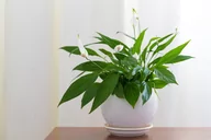 Kwiaty doniczkowe - Skrzydłokwiat spathiphyllum Chopin P9 - miniaturka - grafika 1