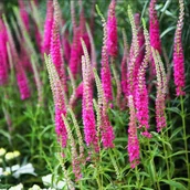 Nasiona i cebule - Przetacznik kłosowy ‘Rotfuchs’ - miniaturka - grafika 1