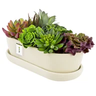 Donice - Doniczka ceramiczna nowoczesny kolor Biały Mat 27,5 cm Owalna Kaktusiarka - miniaturka - grafika 1