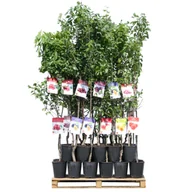 Sadzonki drzew krzewów - Drzewko owocowe - Jabłoń wys. 160 - 170 cm don. 5 l - miniaturka - grafika 1